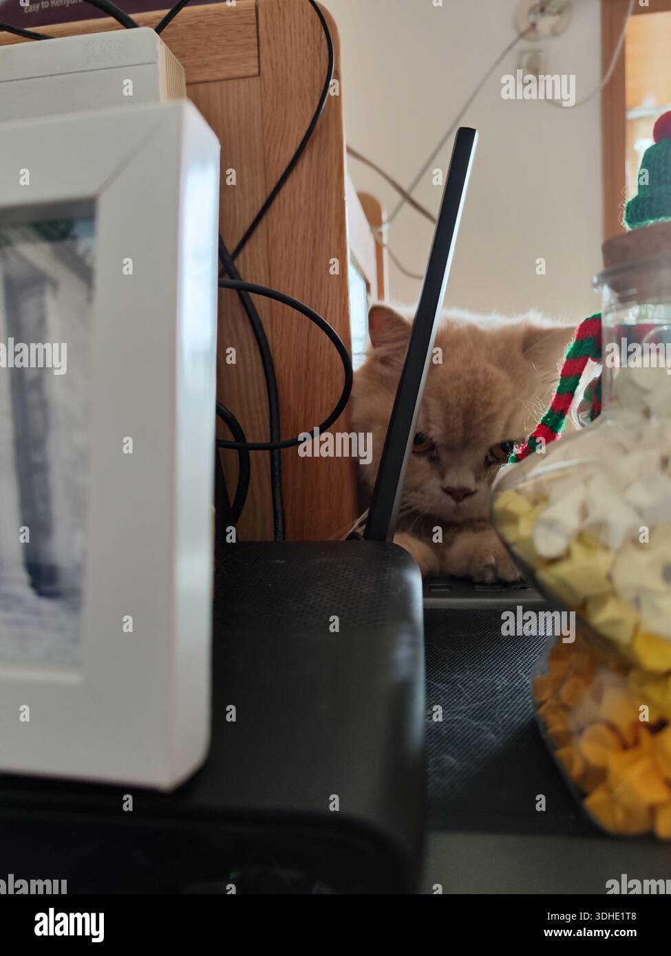 Curious Cat Peeking Over Desk Amidst Office Items Stock Photo