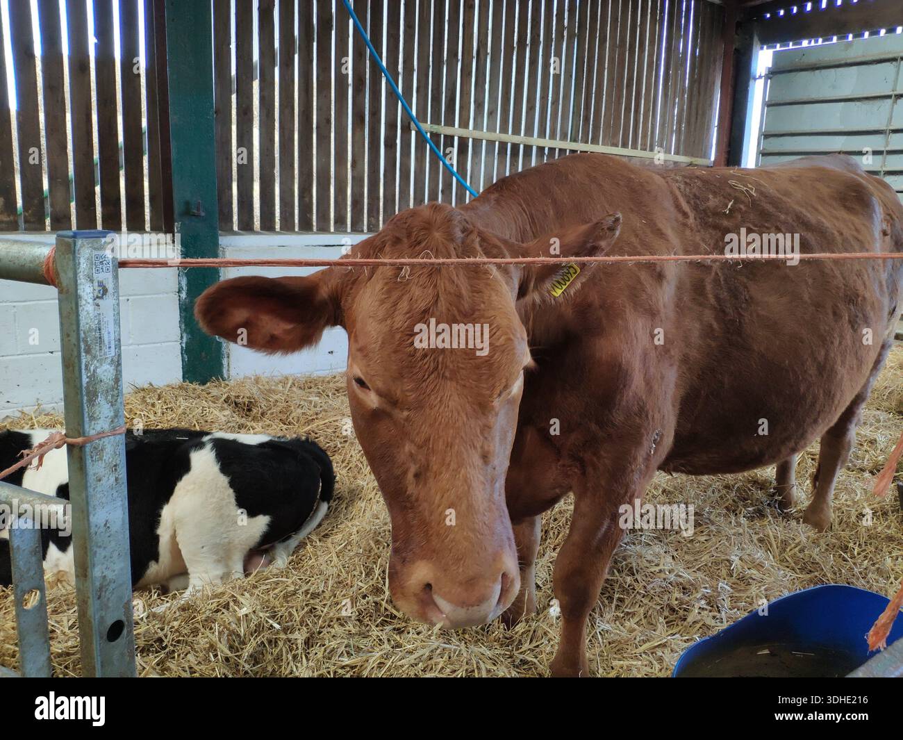 Brown cow and calf in barn stall with hay bedding Stock Photo