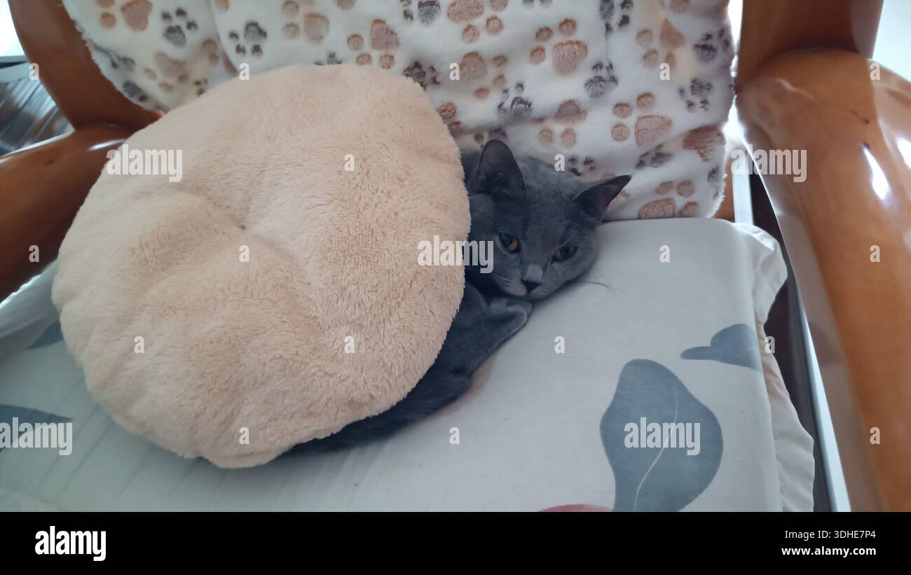Gray cat resting comfortably on a cushioned chair with patterned fabric Stock Photo