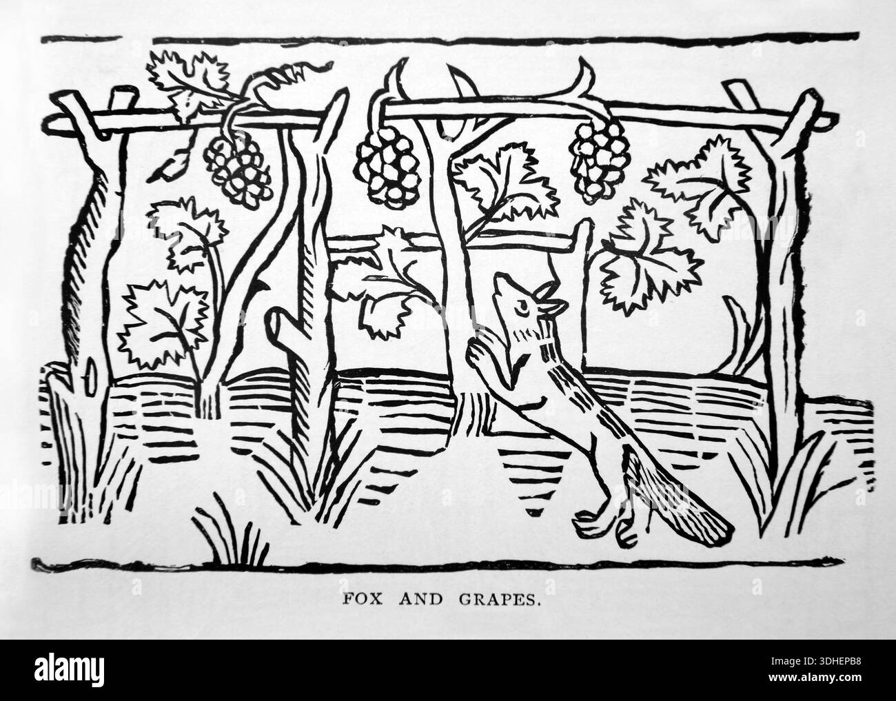 Illustration of the Fox and the Grapes from Aesop's Fables one of the ...