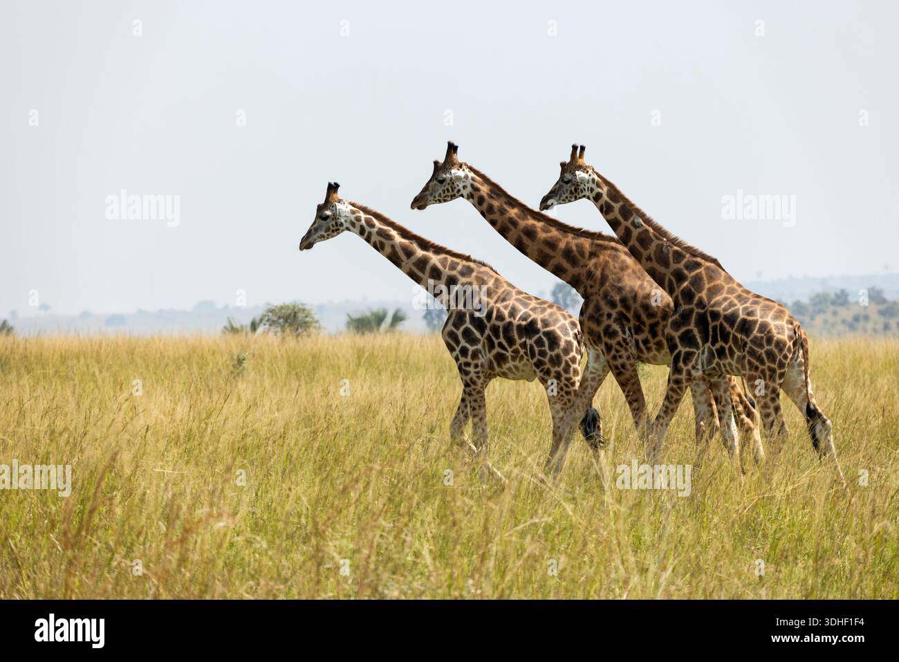 Giraffes in savanna in Serengeti national park in Tanzania. Wild nature of Tanzania, East Africa Stock Photo