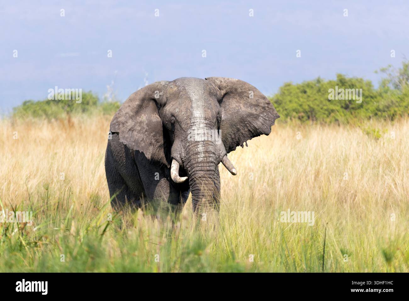 Elephant ( Loxodonta Africana) walking through the grassland, Pilanesberg National Park, South Africa. Stock Photo