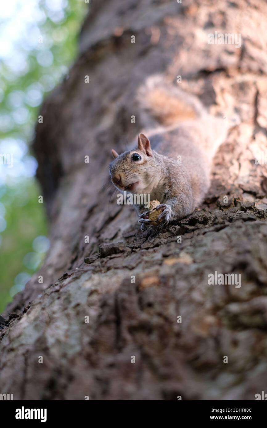 A grey squirrel (Sciurus carolinensis) hangs upside down from a tree trunk while holding a peanut. Stock Photo