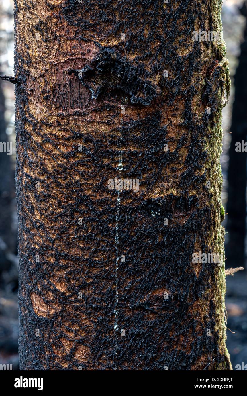 Fire damaged tree trunk with sap seeping down charred bark Stock Photo