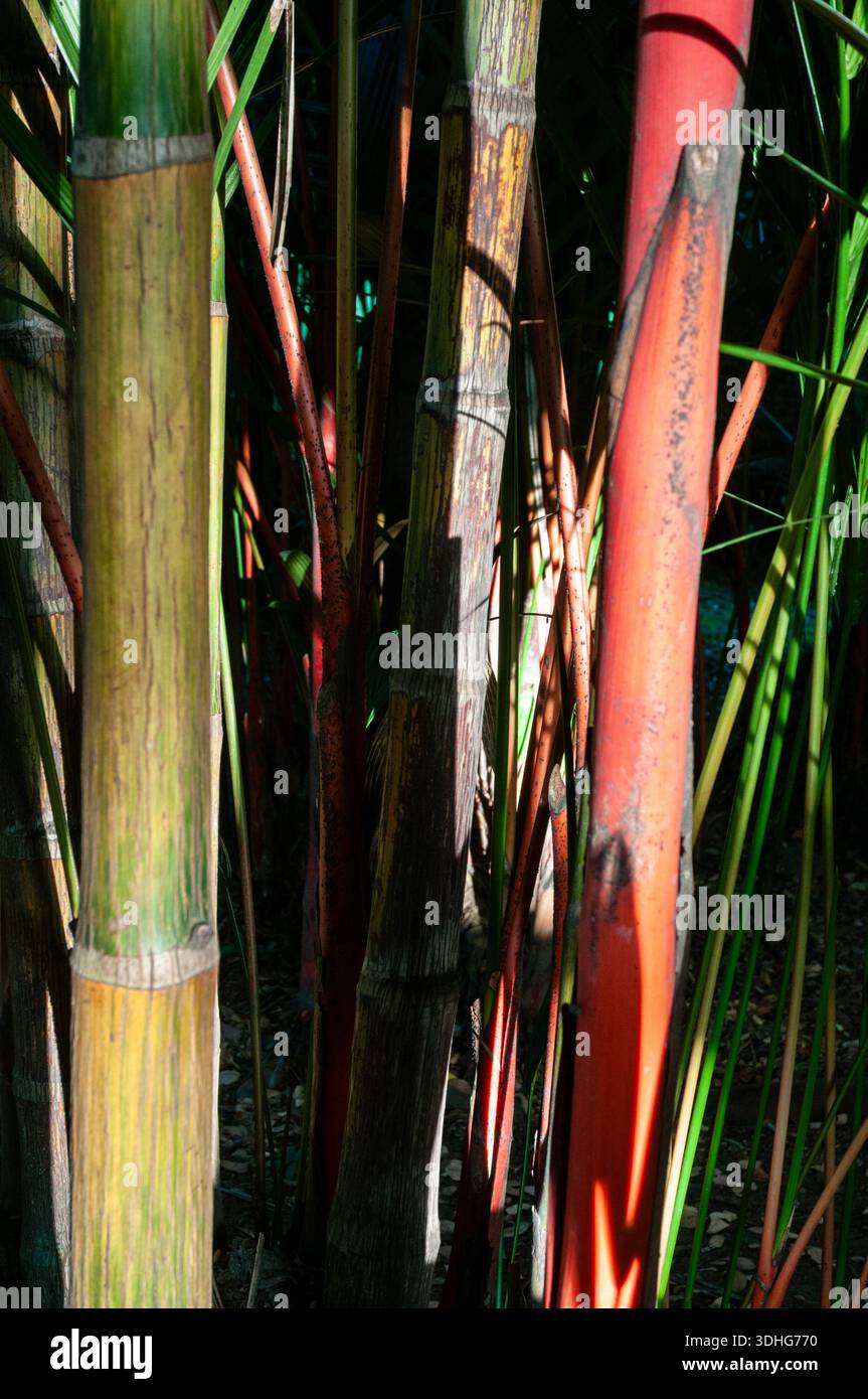 Red Rajah Cyrtostachys renda, lipstick palm, palm, rajah palm, red palm, Red ...