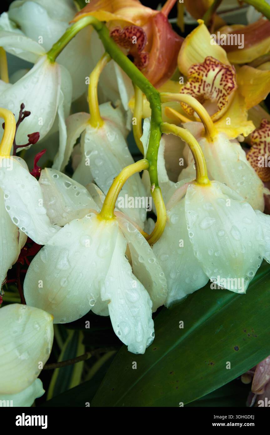 Beautiful art wallpaper hi-res stock photography and images - Alamy