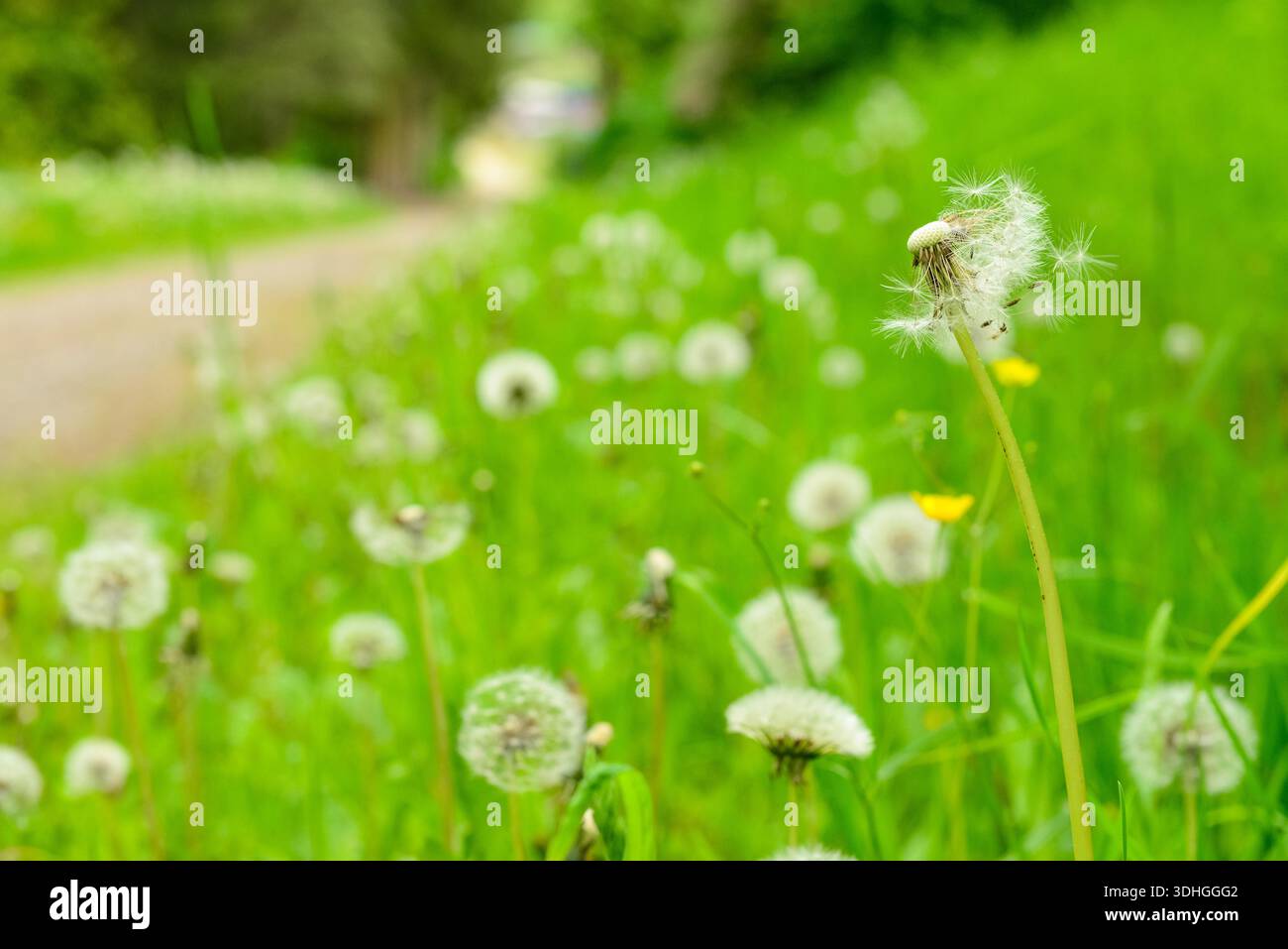 White dandelions growing in park Stock Photo