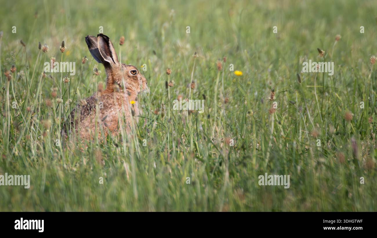 Brown hare sitting in meadow Stock Photo