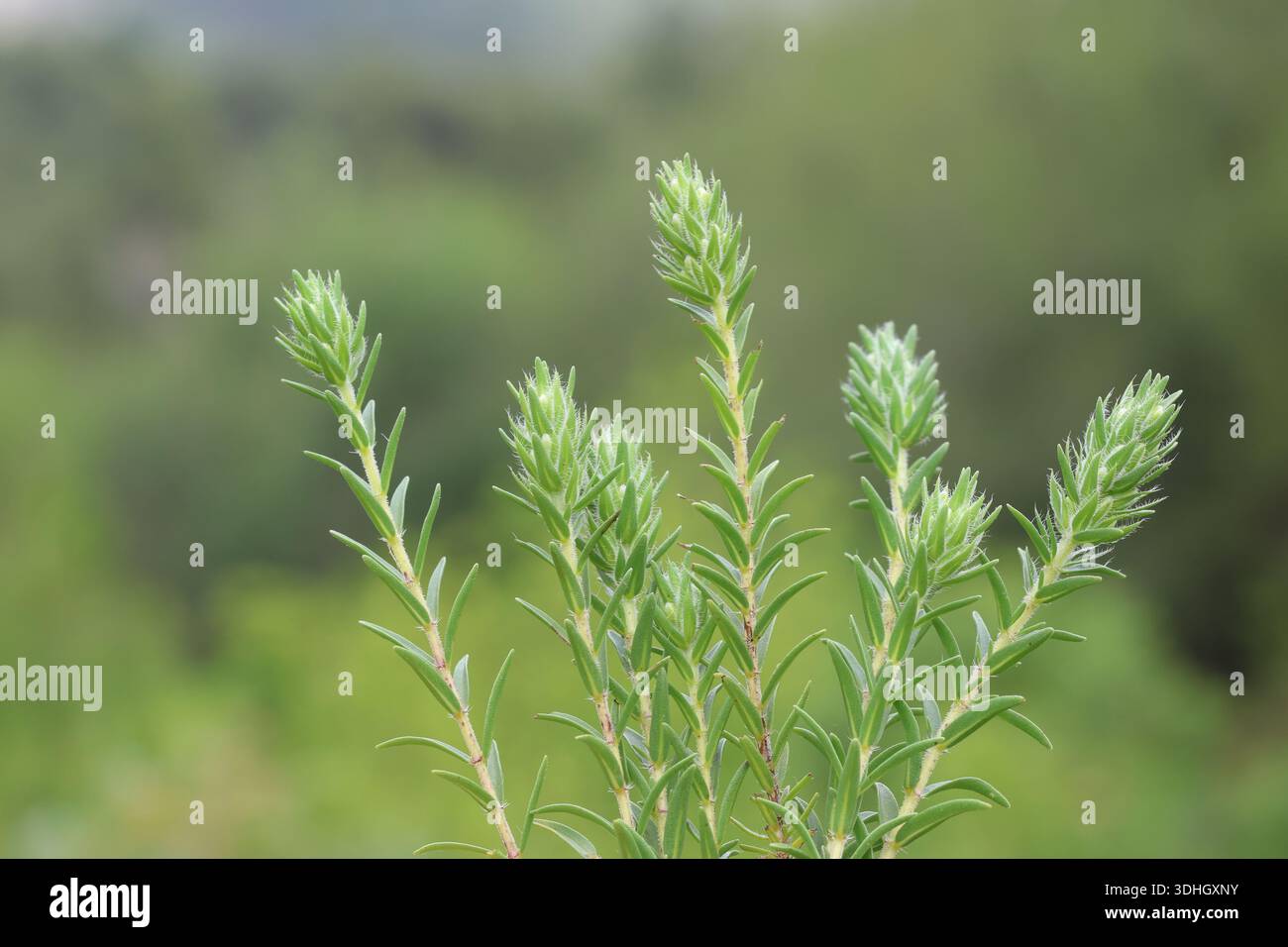 Wild thyme species in nature Stock Photo