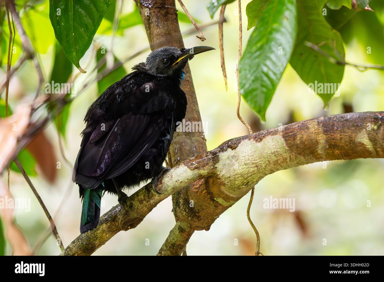 Victoria's Riflebird - Ptiloris victoriae, beuatiful iconic bird-of ...