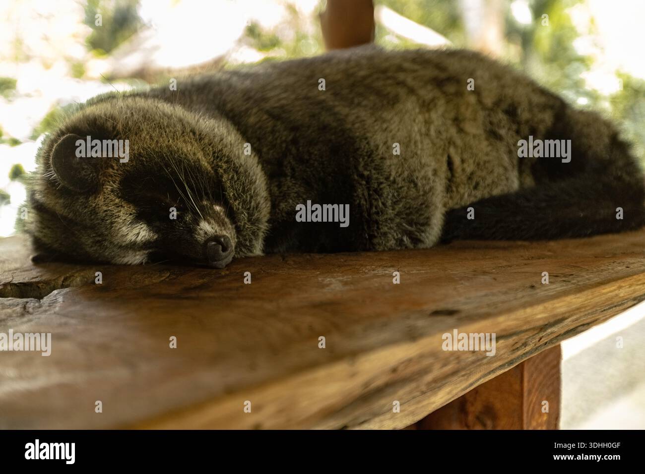 Luaak Animal Sleeping Asian palm civet, Luwak animal at the coffee plantation in ...
