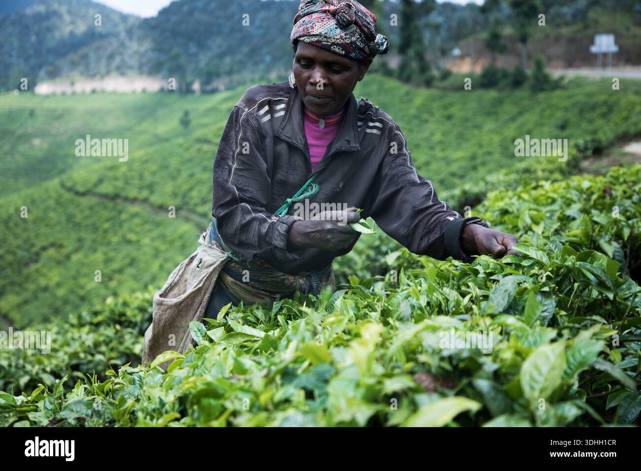 Rwandan tea pickers work at the Nyabihu Tea Plantation on December 1 ...