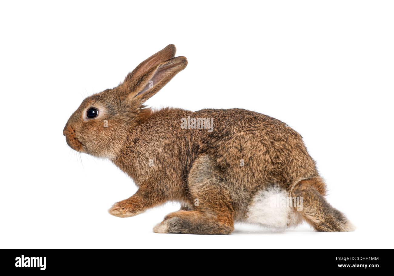 Brown agouti European rabbit hopping on a white background Stock Photo
