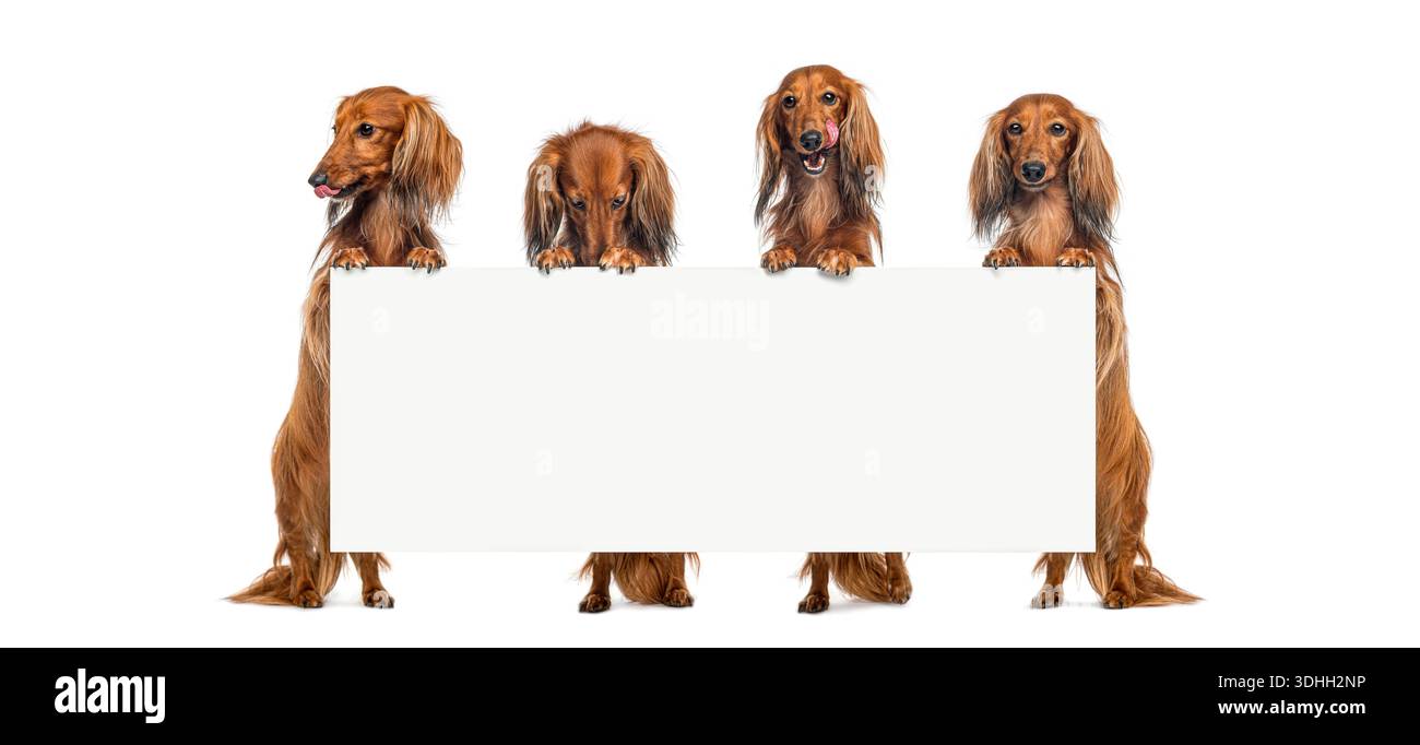 Group of standing dachshund dogs presenting empty banner with room for text Stock Photo