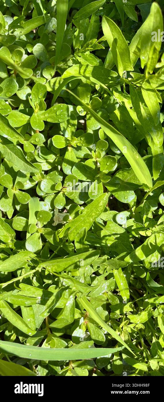 Close-up of fresh green grass growing outdoors in natural light. - Smartphone Captured Stock Image