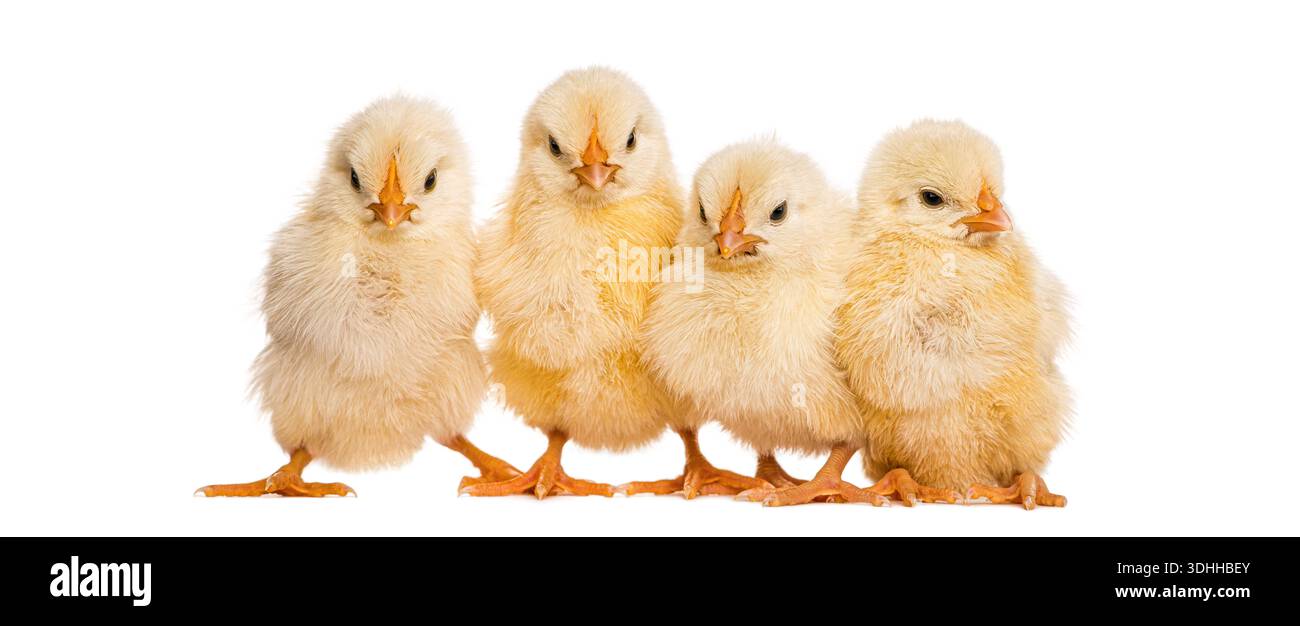 Group of cute yellow chicks standing close to each other on a white surface Stock Photo