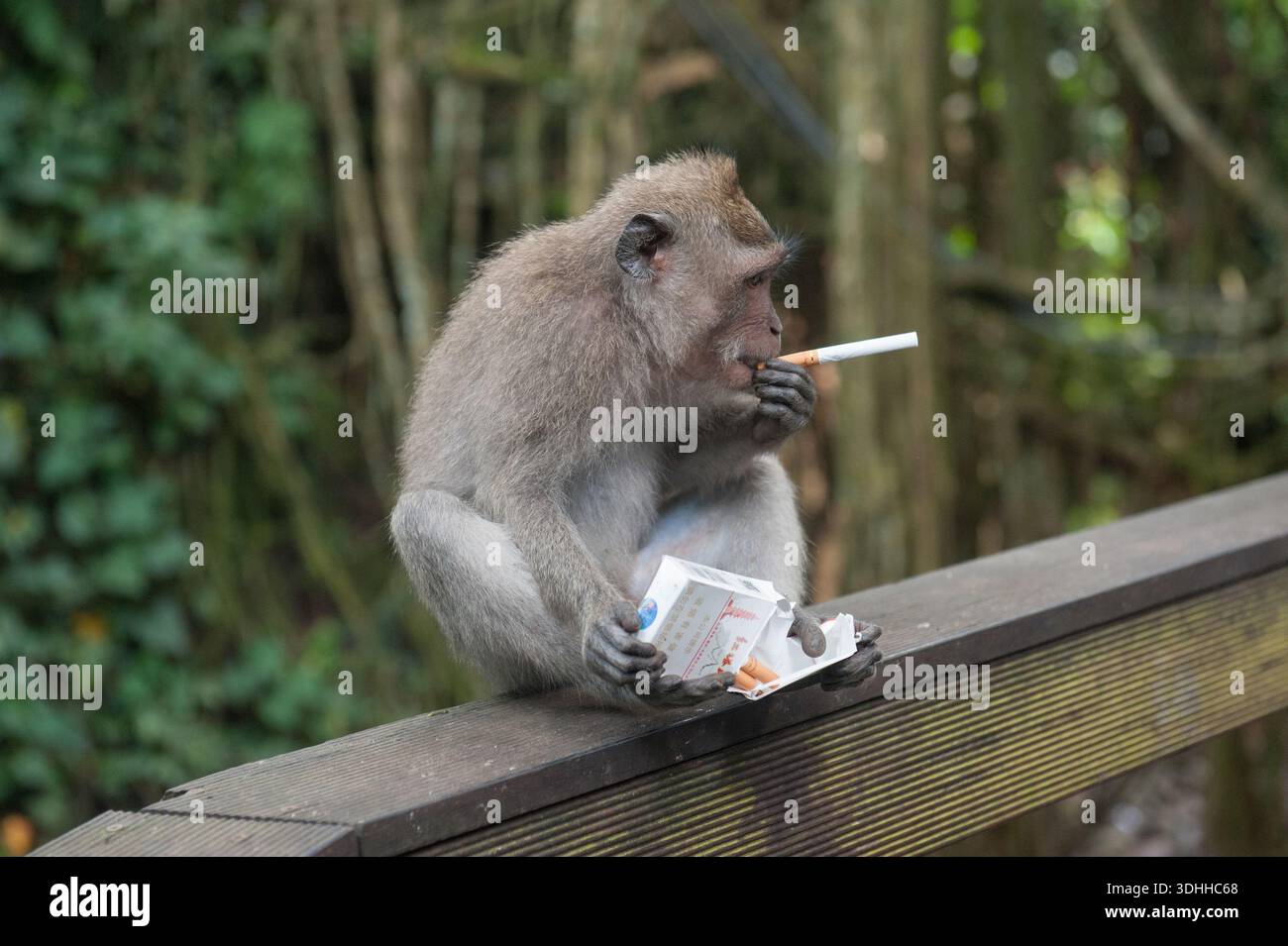 monkey smoking a cigarette Cool Cigar Pop Art Stock Vector (Royalty Free) 2706224505 1953 Monkey Marquis, Smoking Cigarette