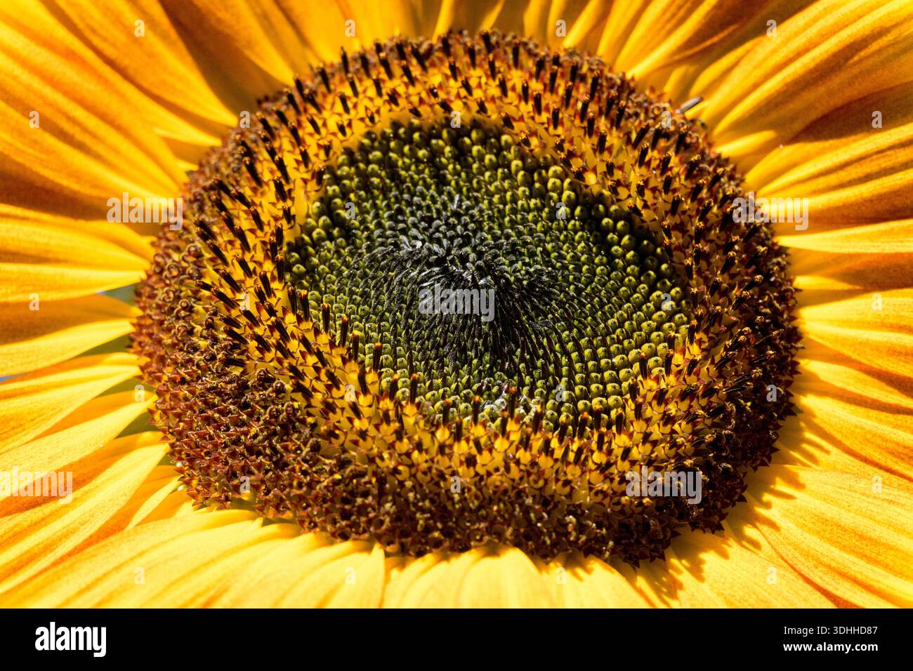 Sunflower close up Stock Photo