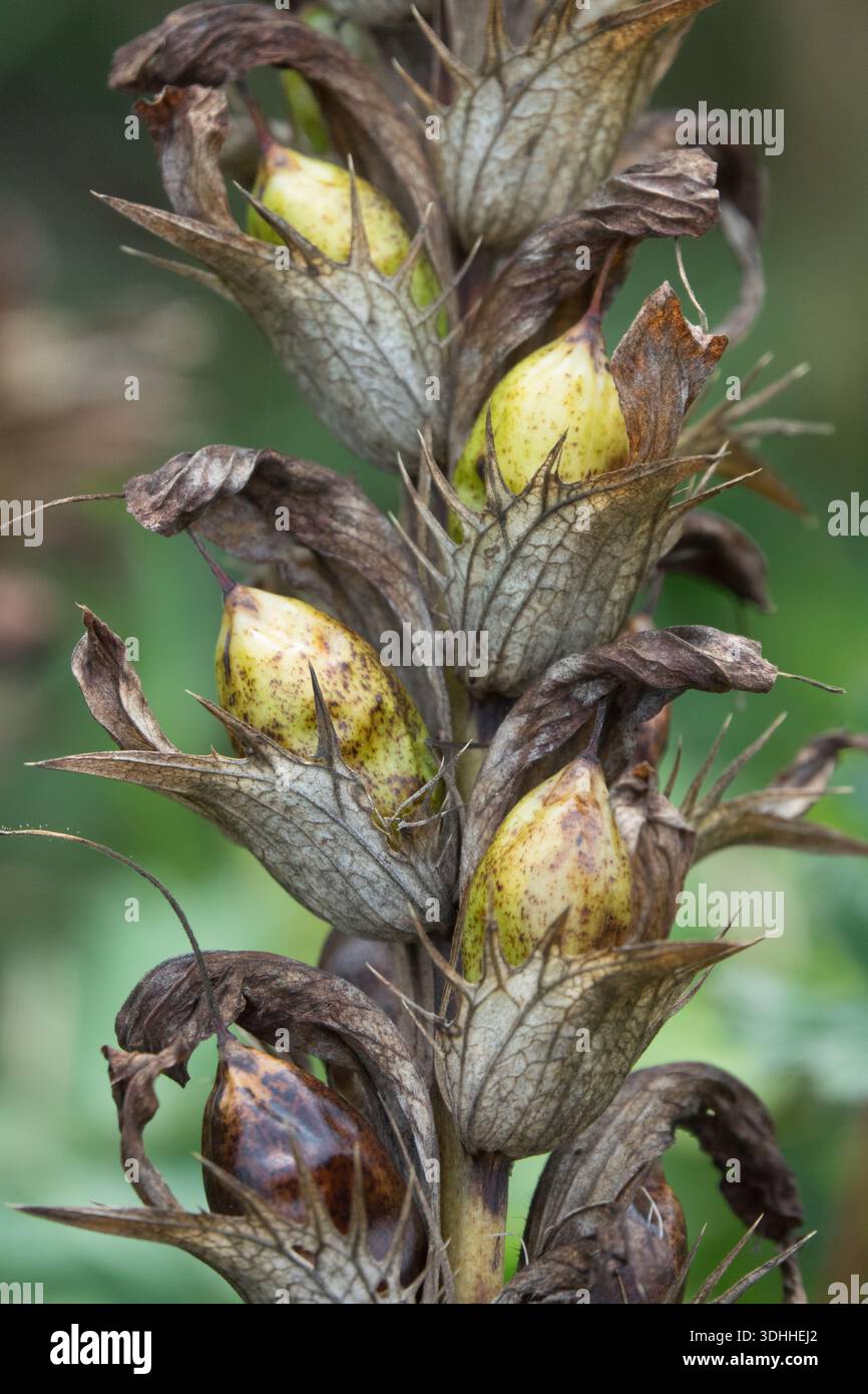 acanthus-mollis-bear-s-breeches-hi-res-stock-photography-and-images-alamy