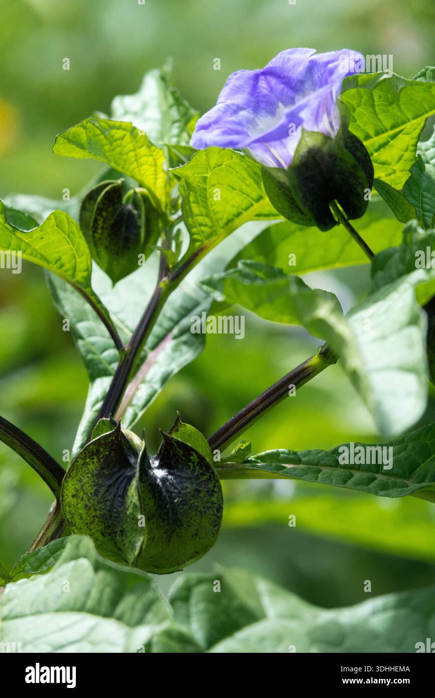partridge berry plant 5 Pack Live Partridge Berry Vines Mitchella Repens for Terrariums main image 0