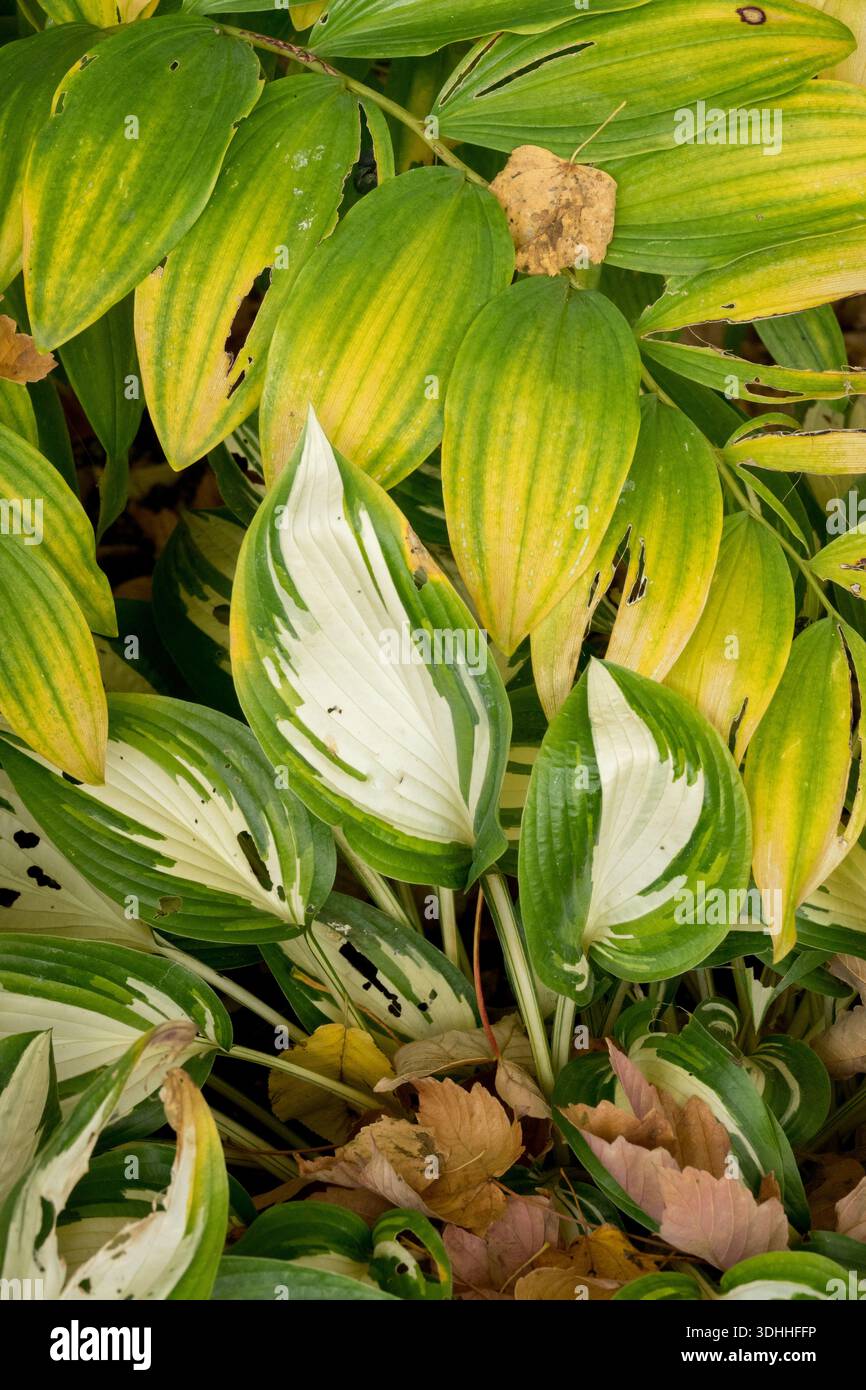 A variegated hosta with green and white leaves next to the yellowing autumn foliage of a Solomon's seal (Polygonatum) plant Stock Photo