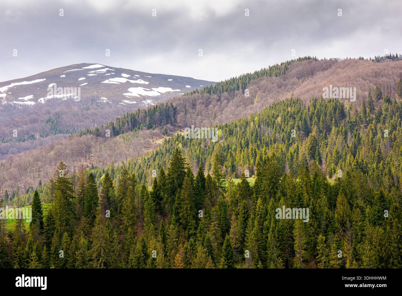 coniferous forest of carpathian mountain landscape in spring. lush green nature environment with cloudy sky. view of snow peaks. remote place for outd Stock Photo