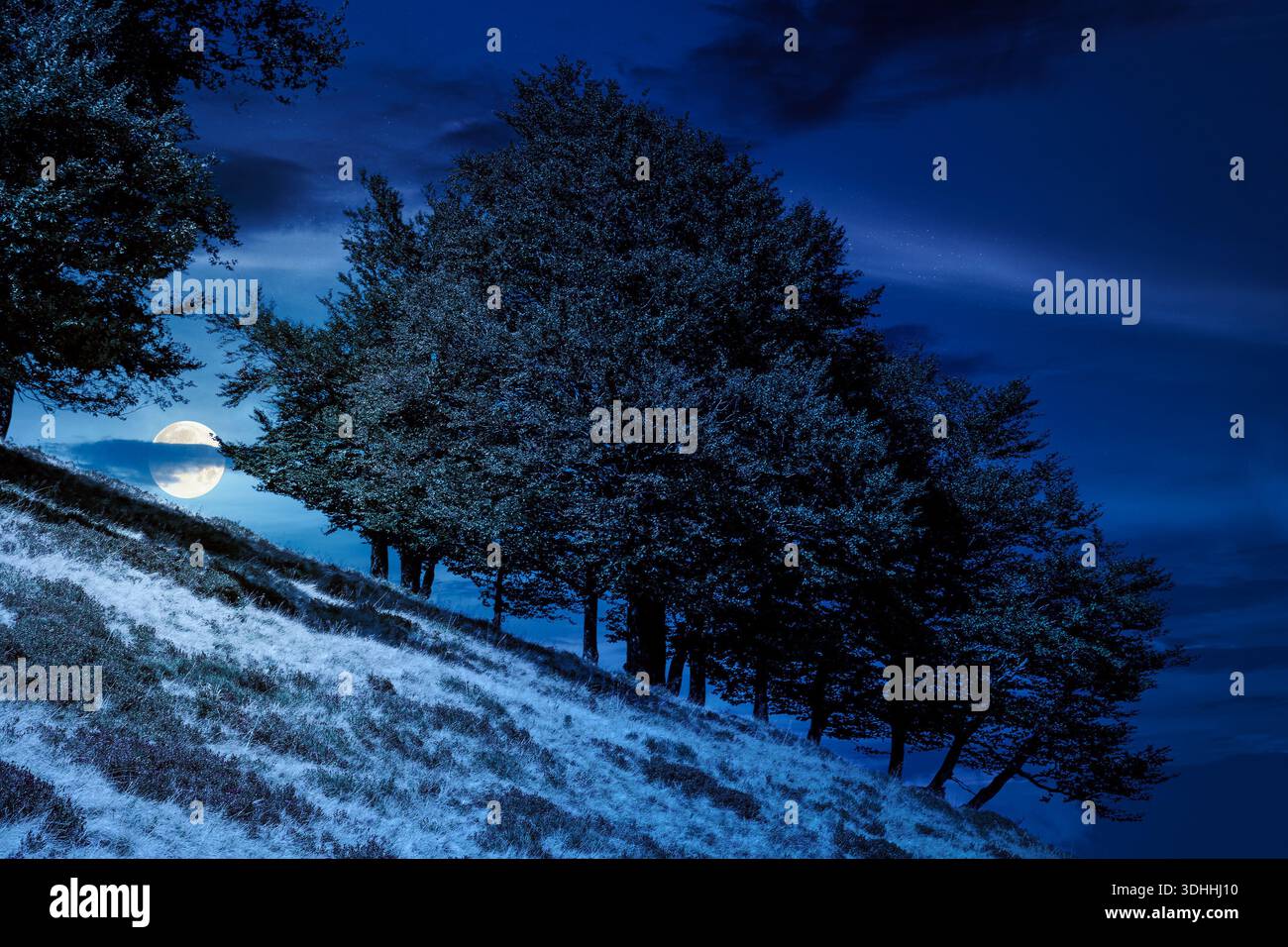 beech forest on the hill in late summer at night. mountains under dark sky clouds in full moon light. beautiful green environment backdrop for fiction Stock Photo