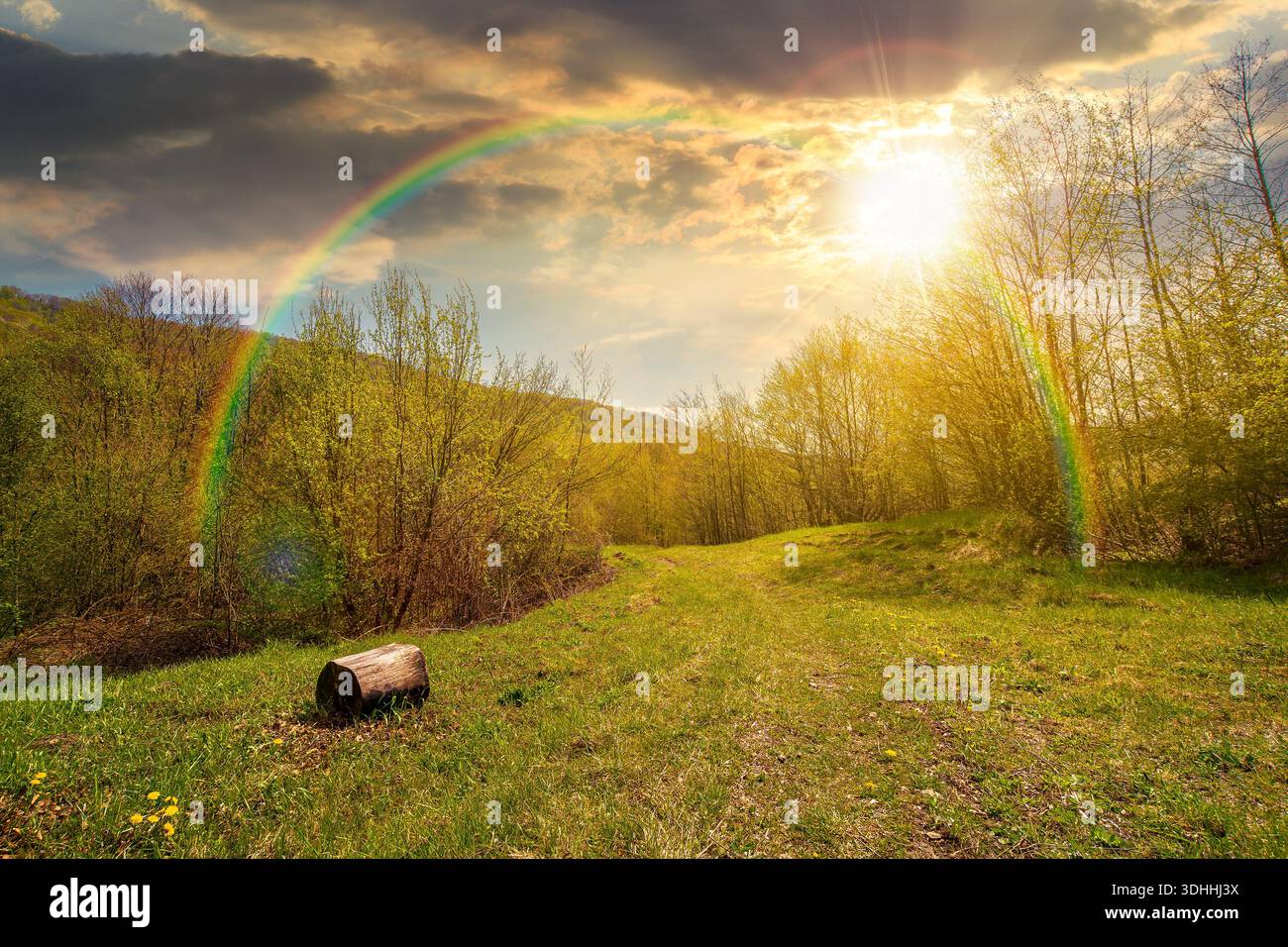 mountain landscape with green grass on a forest glade in spring at sunset. beautiful nature scenery with beech trees under blue sky in evening light. Stock Photo