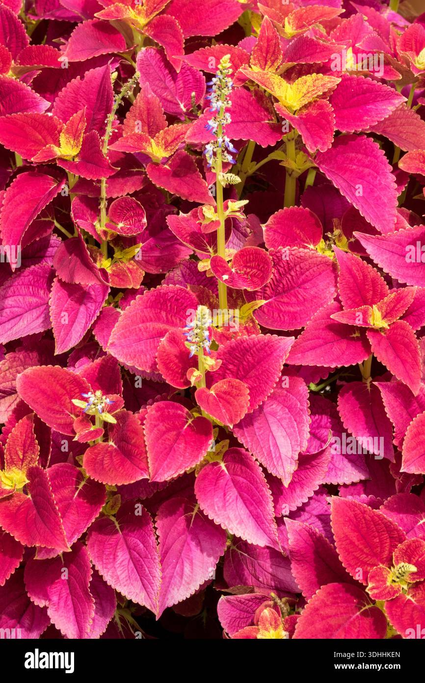 Red Coleus, Leaves, Coleus, Plant Stock Photo