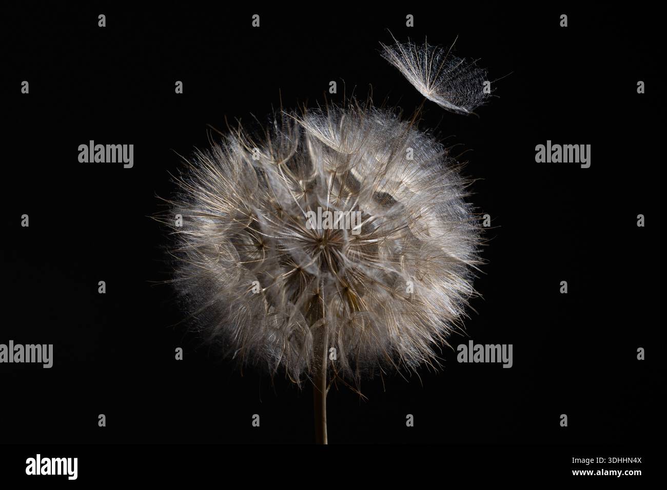 Delicate plant forms hi-res stock photography and images - Alamy