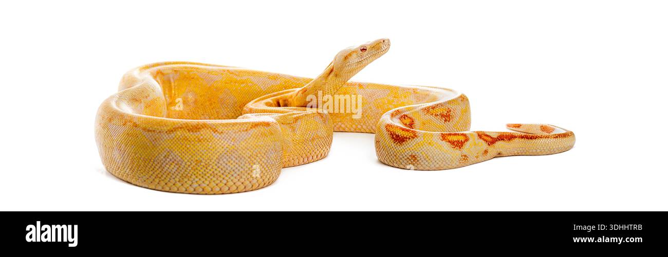 Albino python with yellow and orange patterns resting and looking up Stock Photo