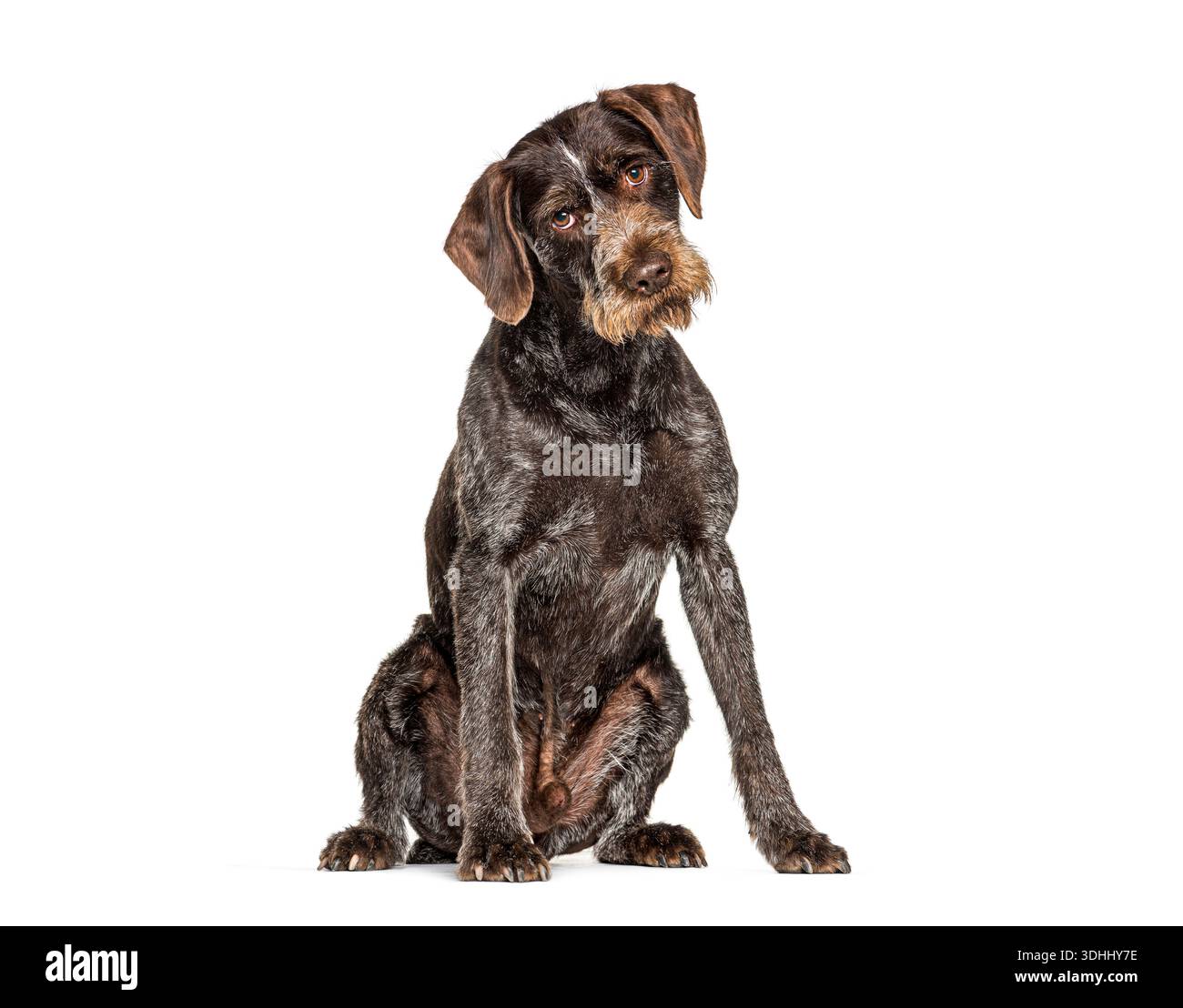 German wirehaired pointer dog sitting in a studio, full body, isolated on white background Stock Photo