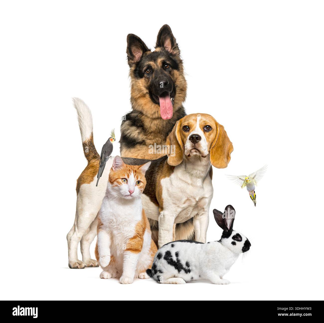 Domestic animals including dogs, cat, rabbit, and birds posing together ...