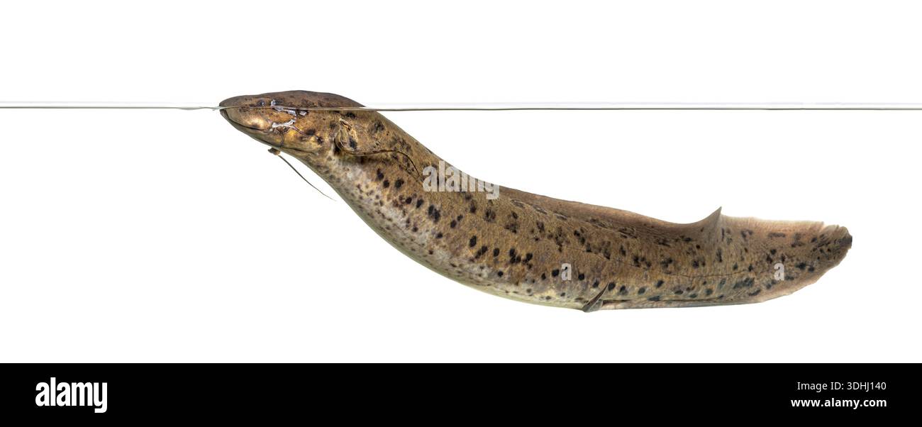 Protoperus Fish African lungfish, protopterus annectens, surfacing to breathe air ...