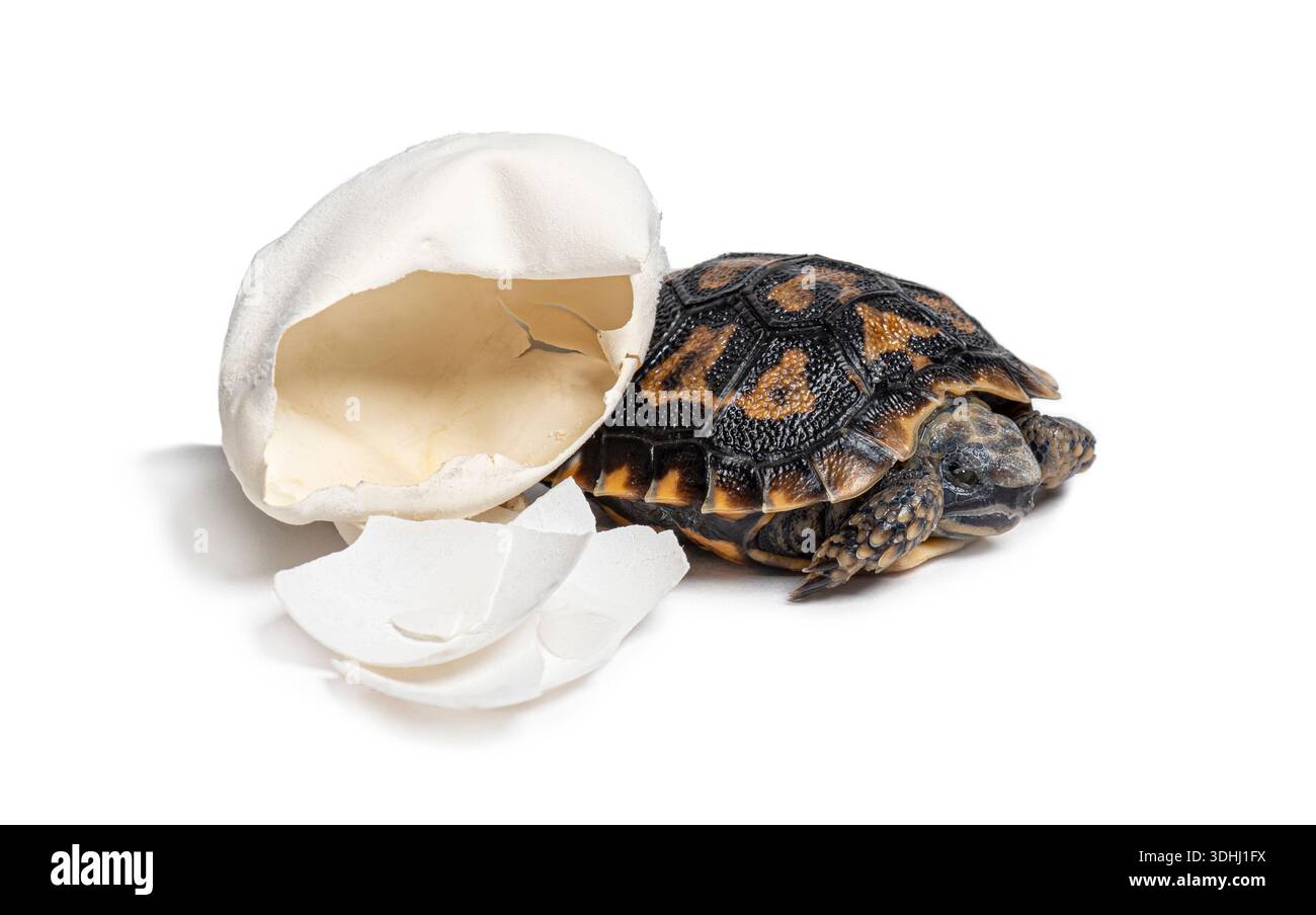 Newborn Pancake tortoise, malacochersus tornieri, emerging from its broken egg shell Stock Photo