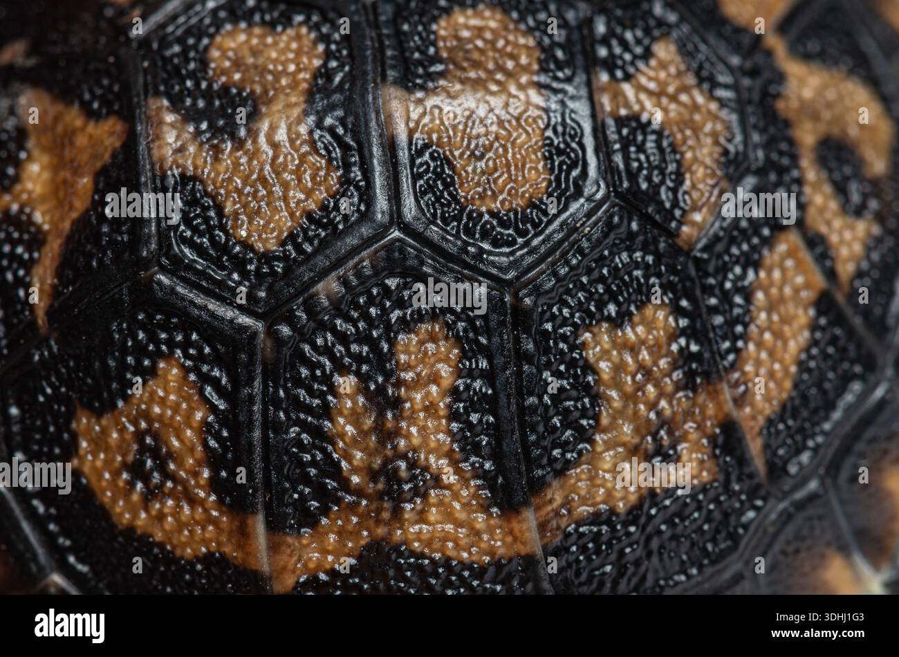 Pancake tortoise shell displaying natural pattern and textured surface, showcasing reptile defense Stock Photo