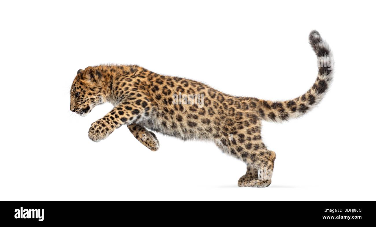 Leopard running side view hi-res stock photography and images - Alamy