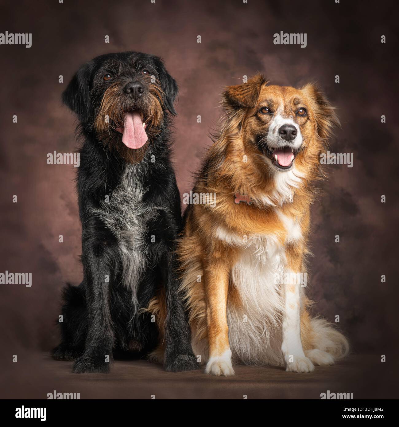 Two dogs posing happily in a studio against a brown background Stock Photo