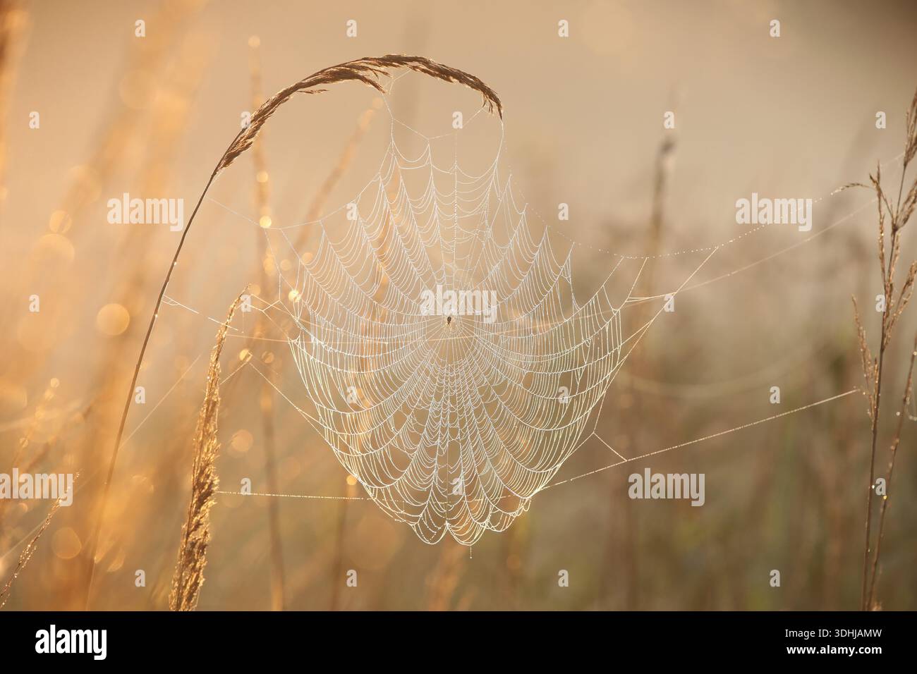 Spider web on a meadow during sunrise Stock Photo