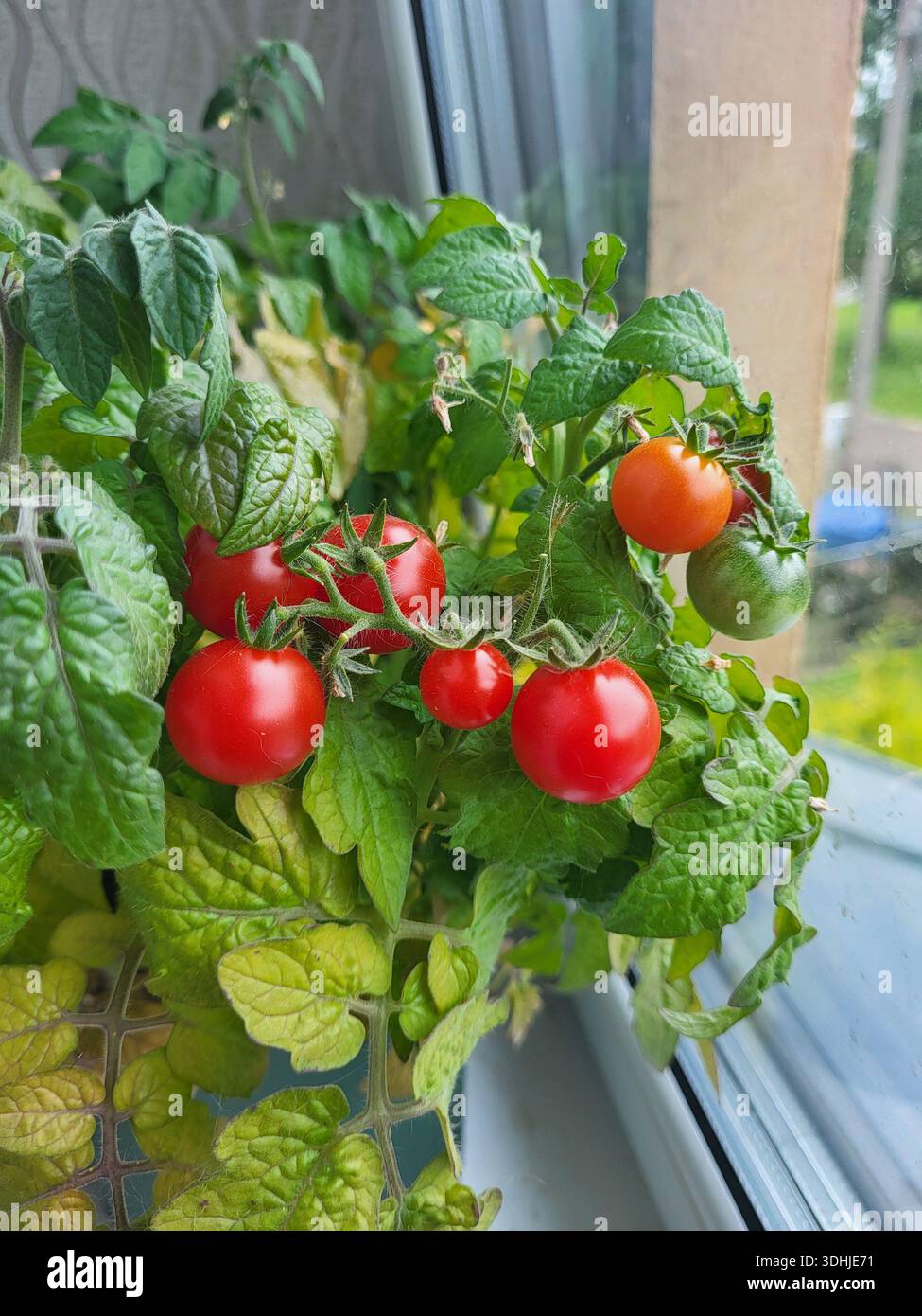 Amateur comfortable gardening: cherry tomatoes grown on a home windowsill without special conditions Stock Photo