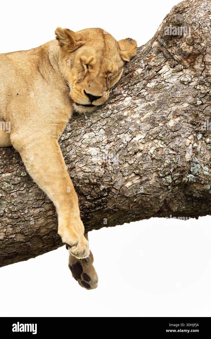 Lion (Panthera leo) in tree, Serengeti, Tanzania Stock Photo