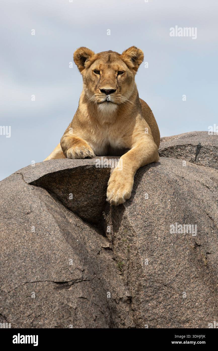 Lion (Panthera leo) on rock, Serengeti, Tanzania Stock Photo