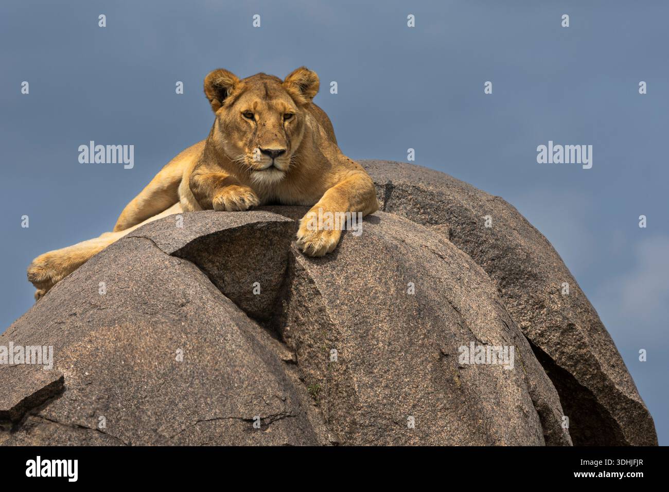 Lion (Panthera leo) on rock, Serengeti, Tanzania Stock Photo