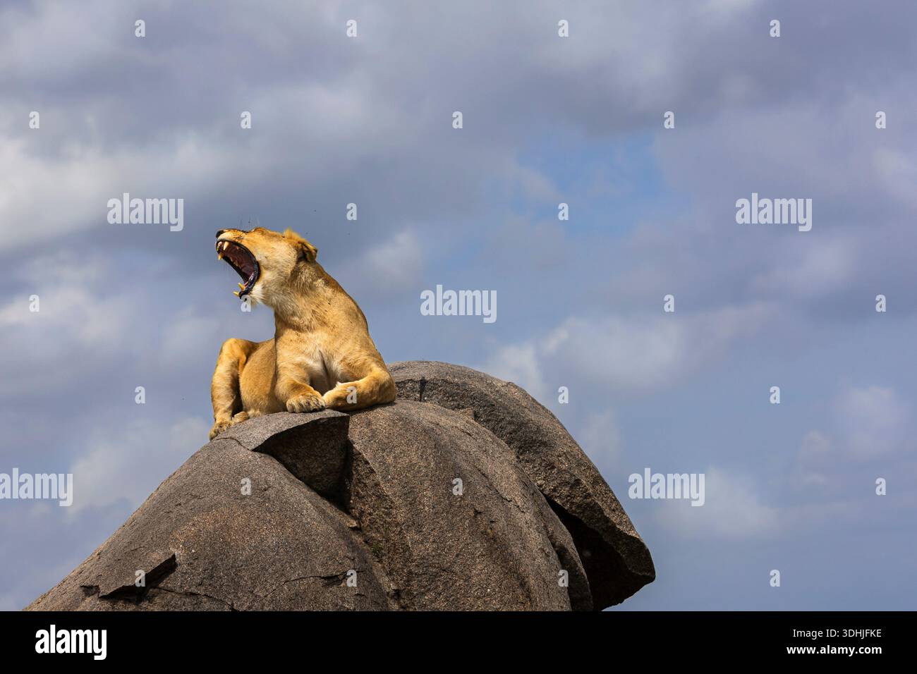 Lion (Panthera leo) on rock, Serengeti, Tanzania Stock Photo