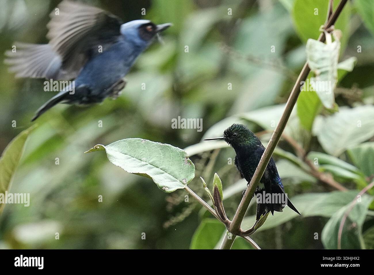 A Black-breasted Puffleg hummingbird, right, perches at the Yanacocha ...