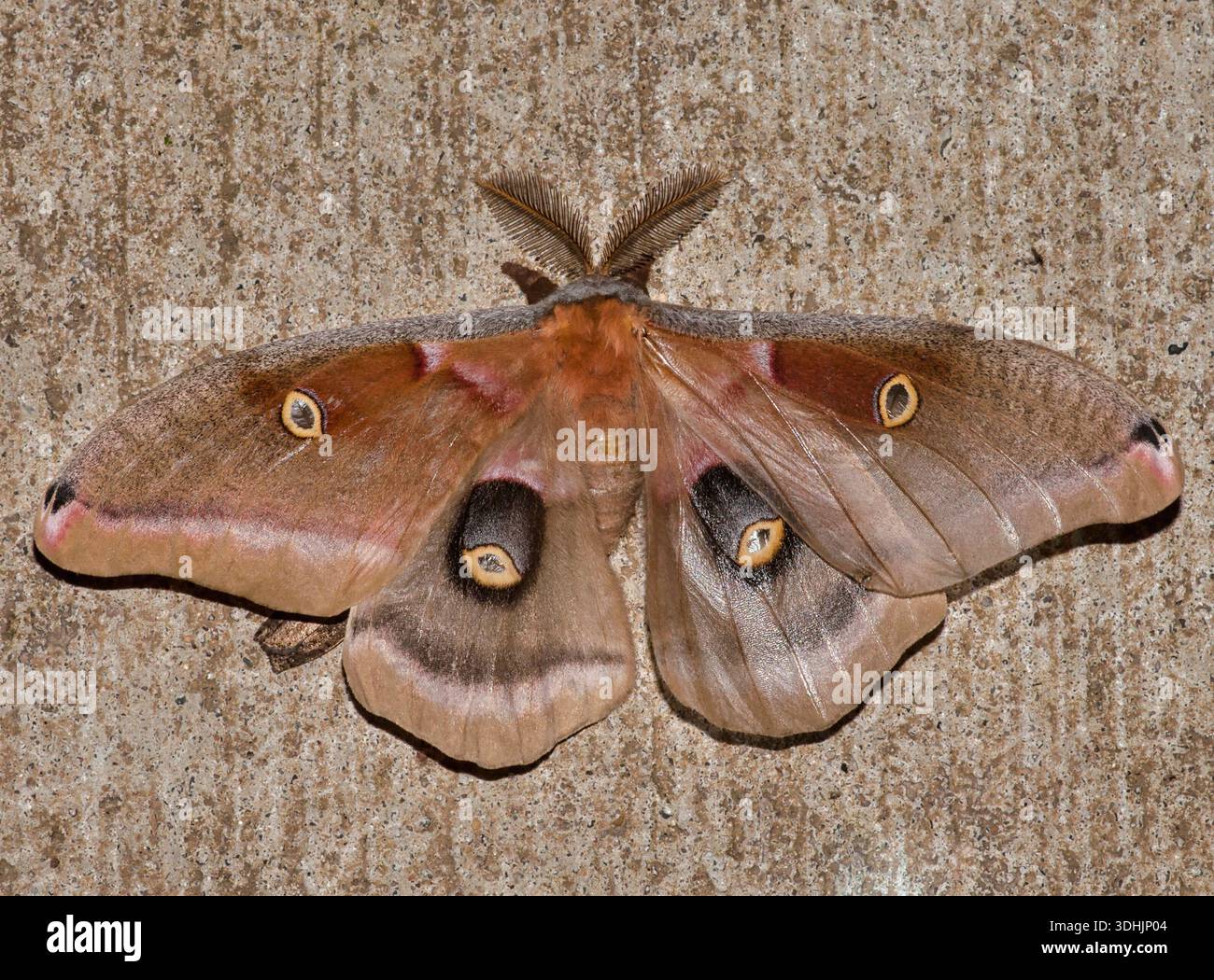 Saturniidae hi-res stock photography and images - Alamy