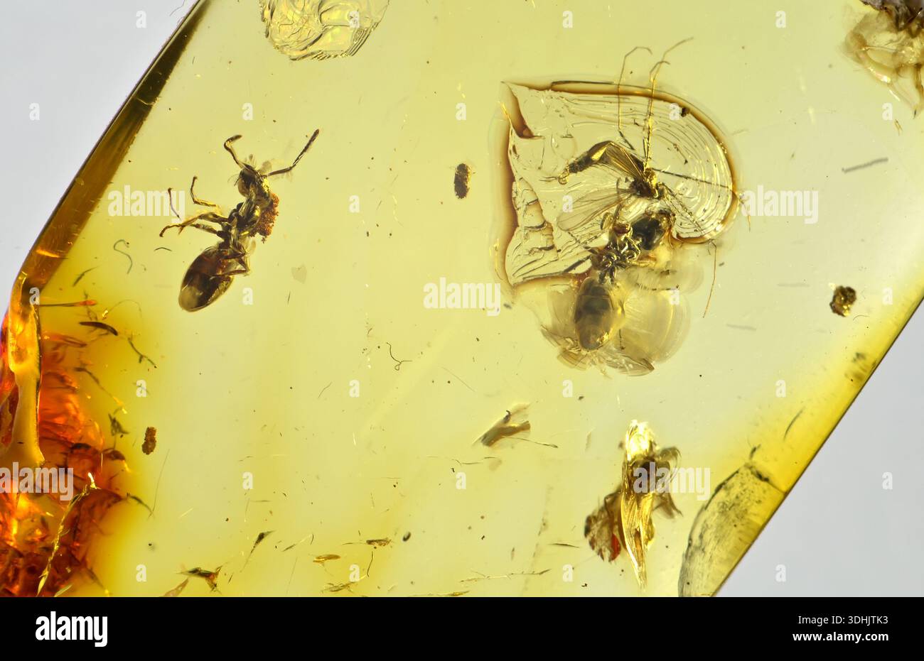 Prehistoric insects preserved in Baltic Amber, c40-50million years old ...