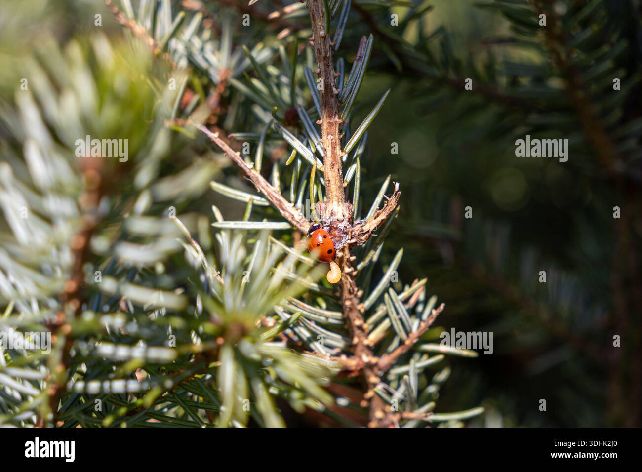 A close-up of a red ladybug with black spots on a green pine branch, observing a pale insect larva, highlighting nature's beneficial pest control Stock Photo