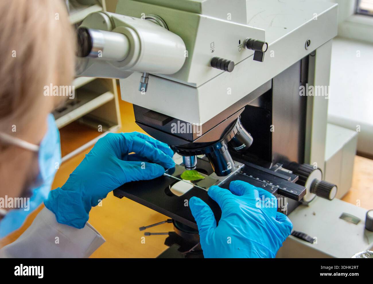 Examine in the laboratory under a microscope. Selective focus. Stock Photo