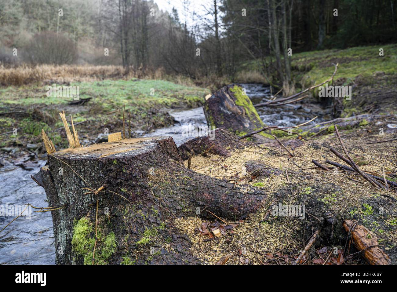 Restoration of Bach and Aue, removal of alien spruce trees, Eifel, Germany Stock Photo